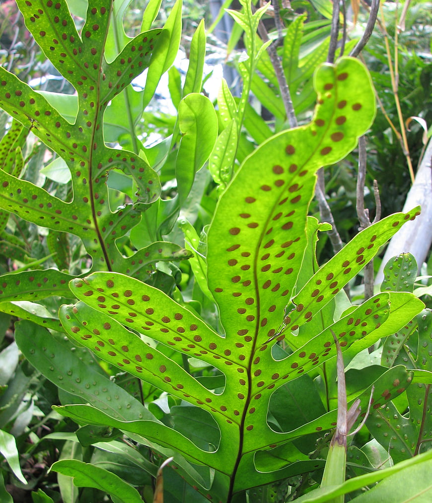Close-up of Green Fern Frond with Brown Spore Dots