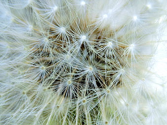 Macro Close-Up of White Dandelion Seeds