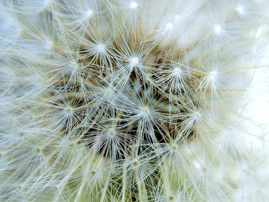 Macro Close-Up of White Dandelion Seeds