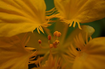 Macro Close-Up of Yellow Flower Stamen and Petals