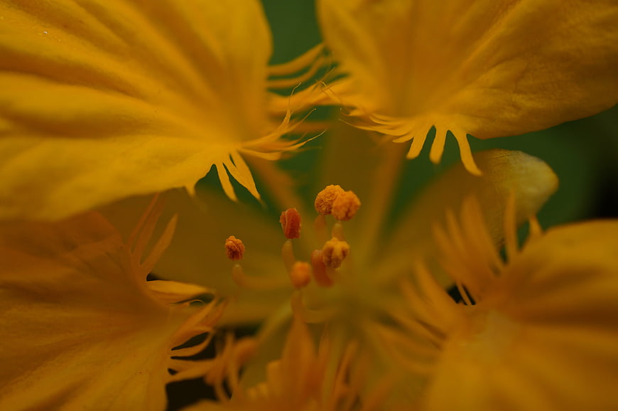 Macro Close-Up of Yellow Flower Stamen and Petals