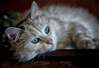 Close-up portrait of a fluffy long-haired cat with striking blue eyes