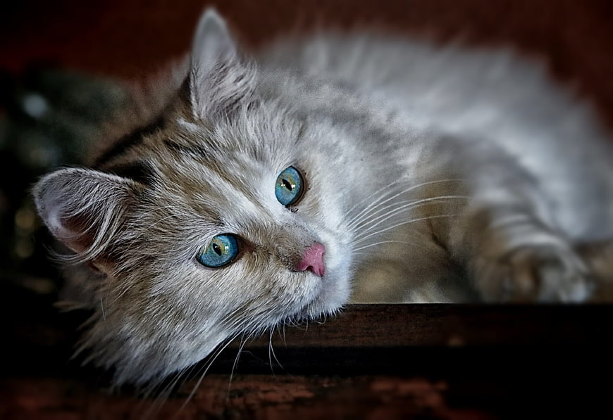 Close-up portrait of a fluffy long-haired cat with striking blue eyes