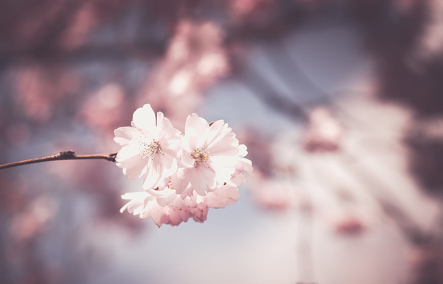 Soft Focus Pink Cherry Blossoms on Branch