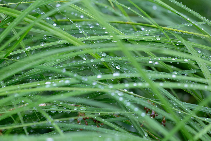 Close-up of Green Grass Blades with Water Droplets