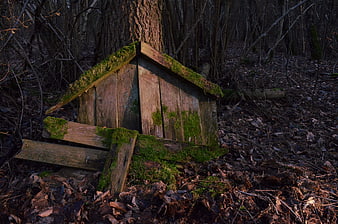 Moss-covered wooden structure in a dark forest
