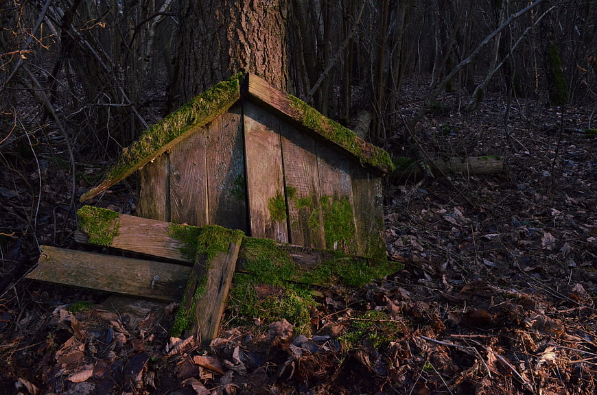 Moss-covered wooden structure in a dark forest