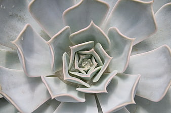 Close-up of Blue Echeveria Succulent Rosette