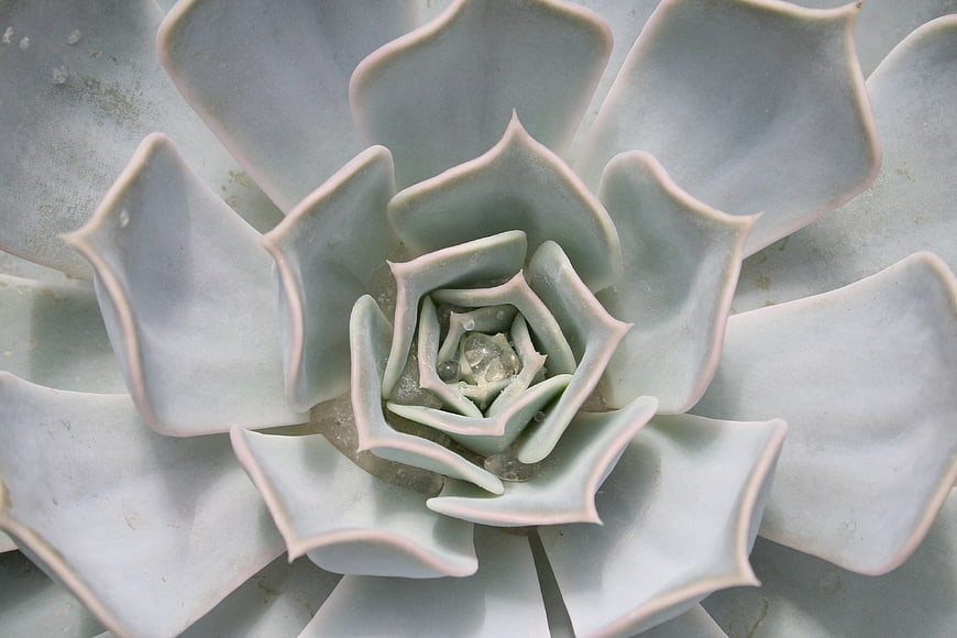Close-up of Blue Echeveria Succulent Rosette