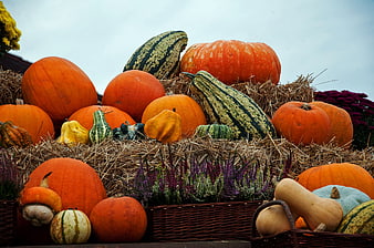 Colorful Autumn Pumpkins and Gourds on Hay Bales