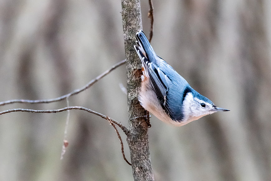 White-breasted Nuthatch Perched on Tree Branch in Forest