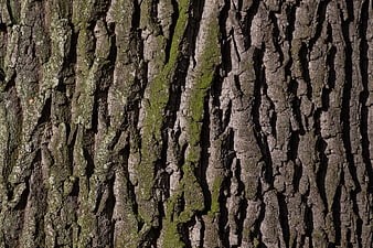 Close-up texture of mossy oak tree bark