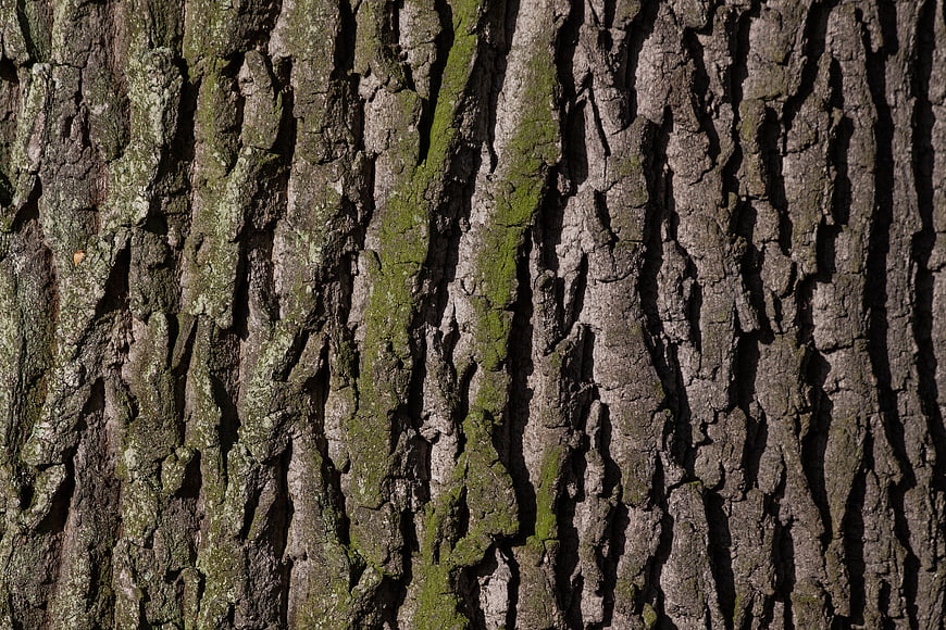 Close-up texture of mossy oak tree bark