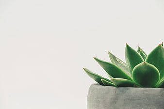 Minimalist Green Succulent in Concrete Pot on White Background