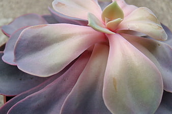 Close-up of Pink and Purple Succulent Leaves