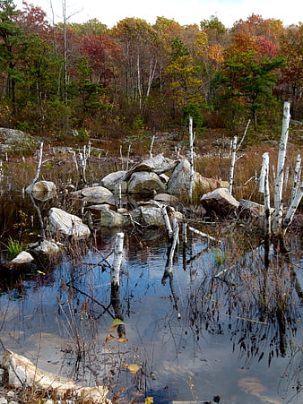 Autumn beaver pond with fallen birch trees and rocks