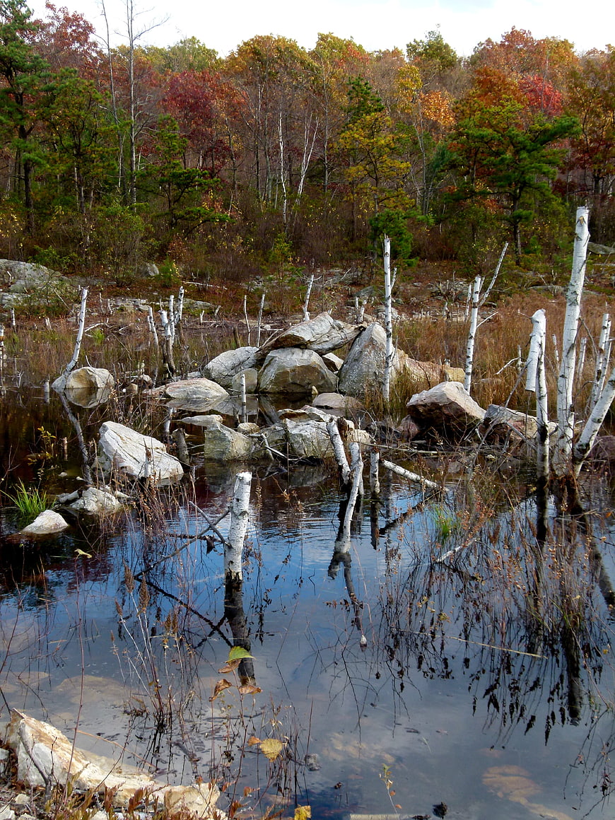 Autumn beaver pond with fallen birch trees and rocks
