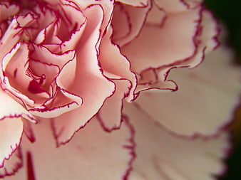 Close-up of pink and white carnation petals with red edges