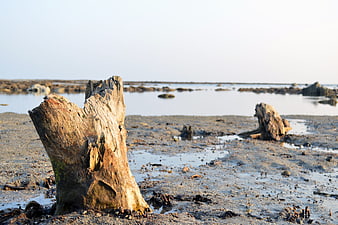 Weathered tree stump on muddy tidal flat at sunset