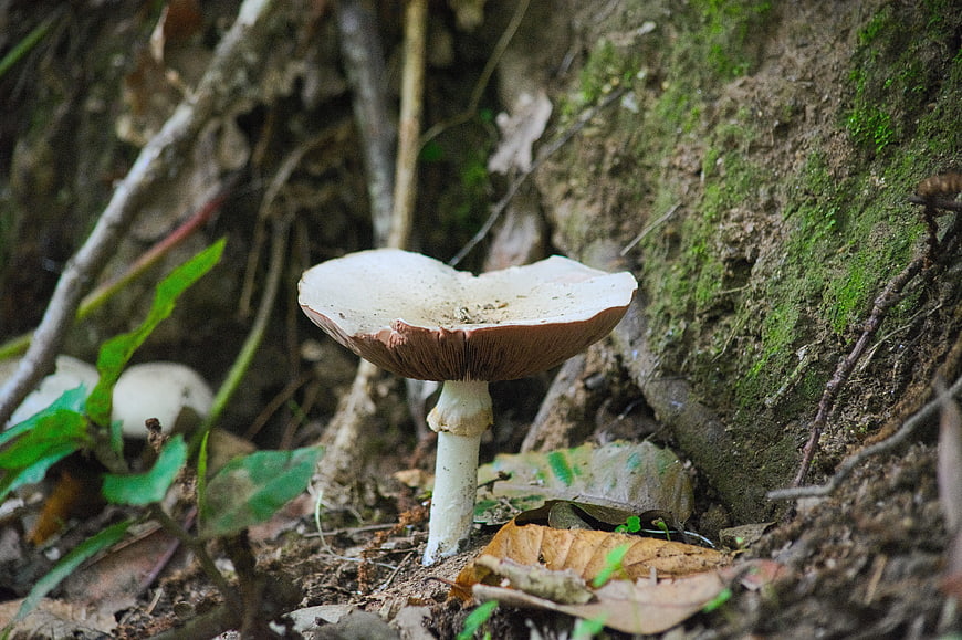 Close-up of a parasol mushroom in a forest undergrowth