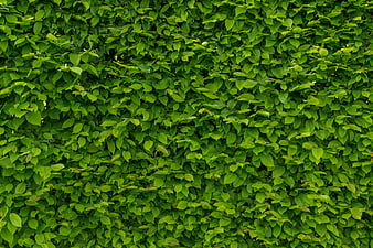 Vibrant Green Hornbeam Hedge Texture Background