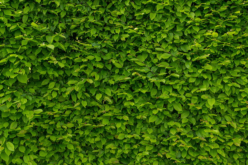 Vibrant Green Hornbeam Hedge Texture Background