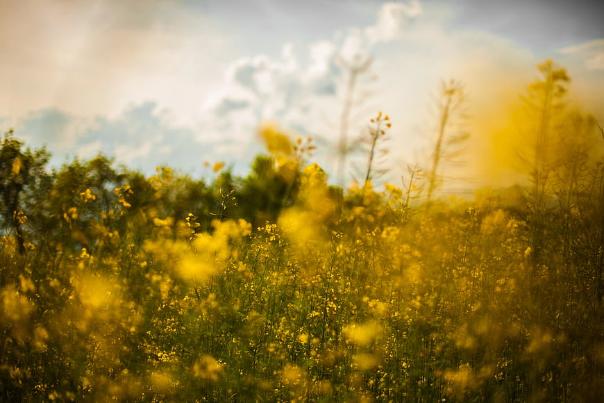 Sunlit Yellow Rapeseed Flower Field with Blue Sky