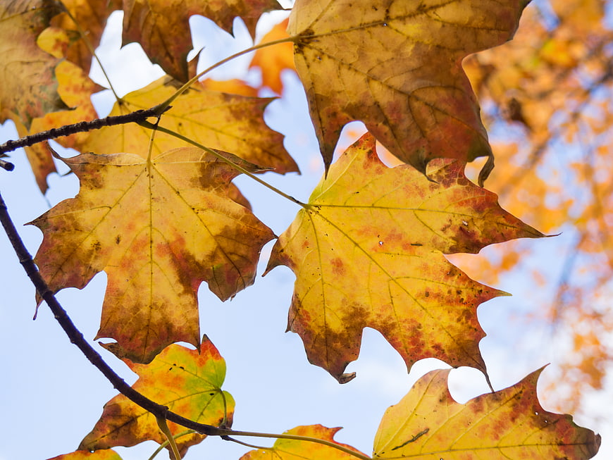 Close-up of yellow and orange maple leaves against blue sky