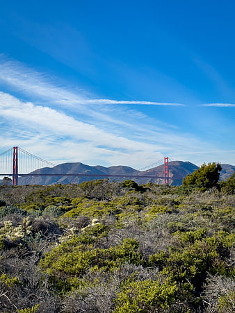 Golden Gate Bridge Viewed Through Coastal Brush