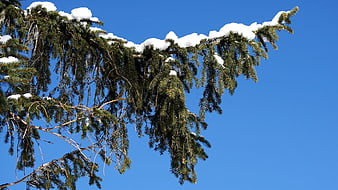 Snowy fir tree branch against clear blue winter sky