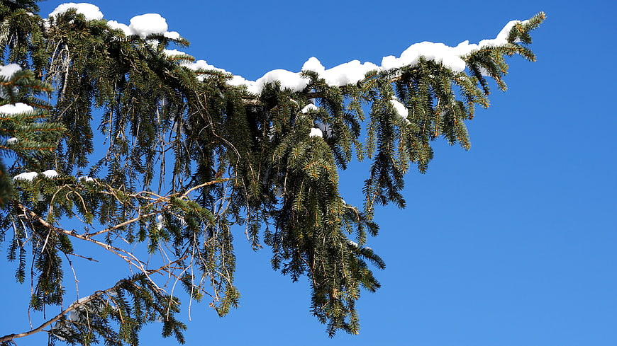 Snowy fir tree branch against clear blue winter sky