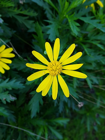 Close-up of a bright yellow flower with green leaves