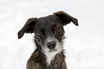 Close-up portrait of a black dog with snow on its nose