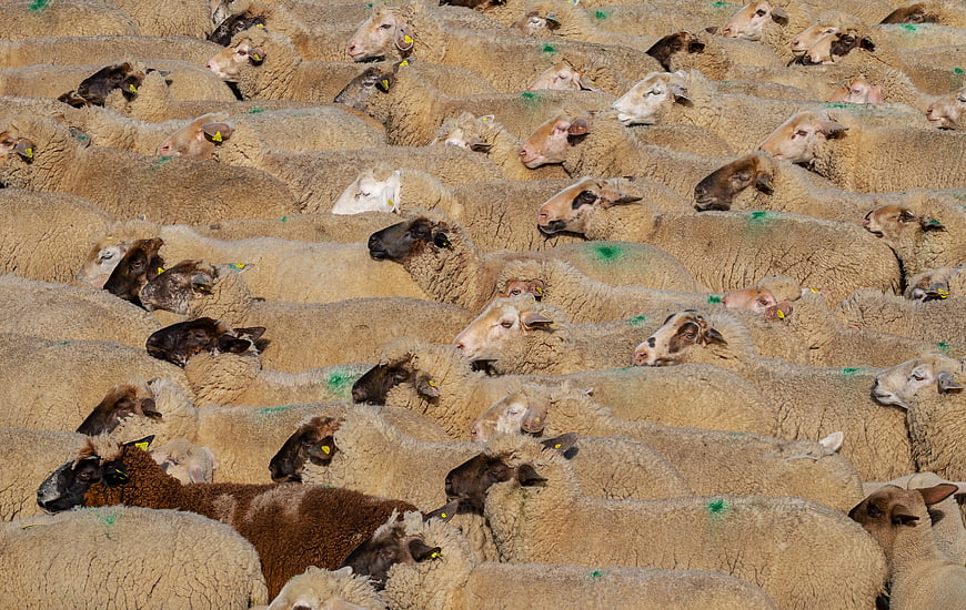 Large flock of sheep grazing in a field