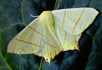 Close-up of a yellow luna moth on a green leaf