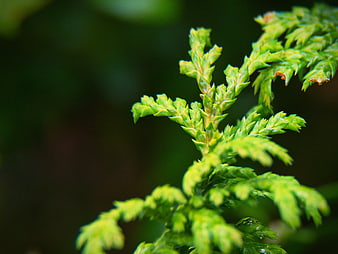 Close-up of vibrant green evergreen branch with blurred background