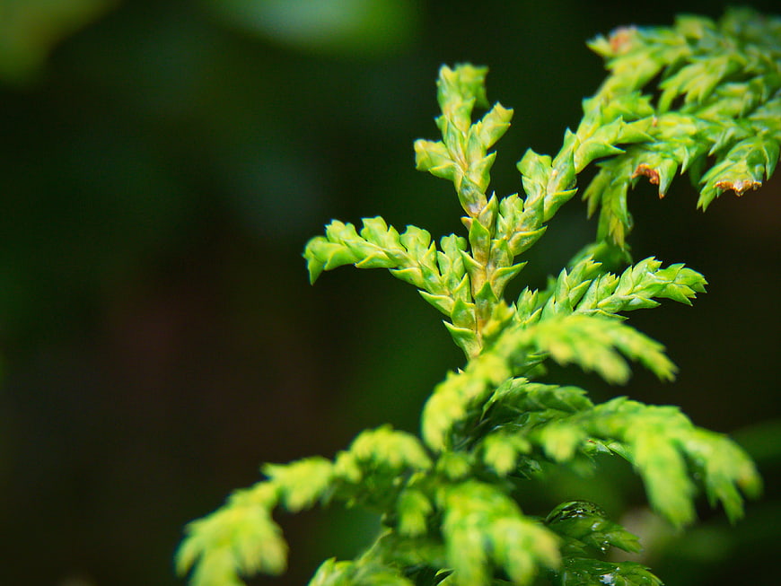 Close-up of vibrant green evergreen branch with blurred background