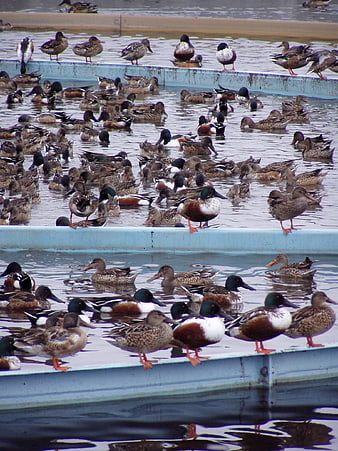 Large flock of ducks swimming in industrial water tanks