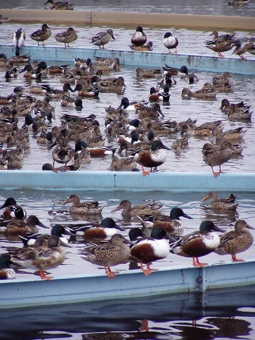 Large flock of ducks swimming in industrial water tanks