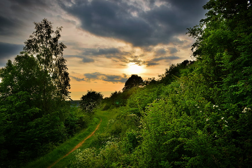 Dramatic sunset over a winding country path in lush green woods