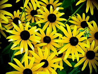 Vibrant Yellow Black-Eyed Susans in Full Bloom