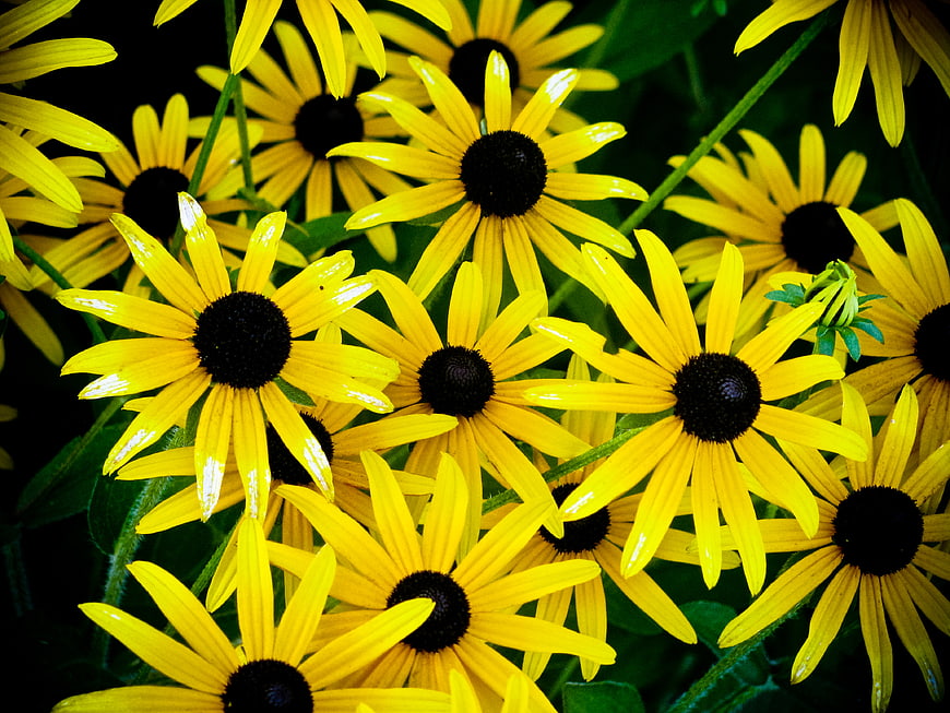 Vibrant Yellow Black-Eyed Susans in Full Bloom