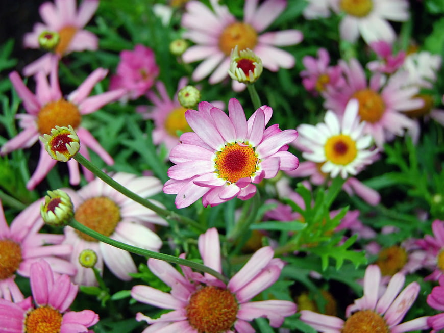 Close-up of Pink and White Chrysanthemums in Garden