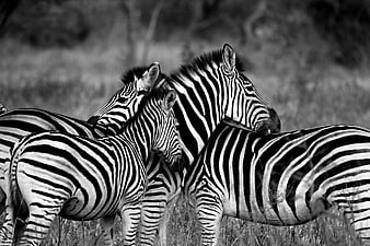 Black and white photo of zebras nuzzling in the wild