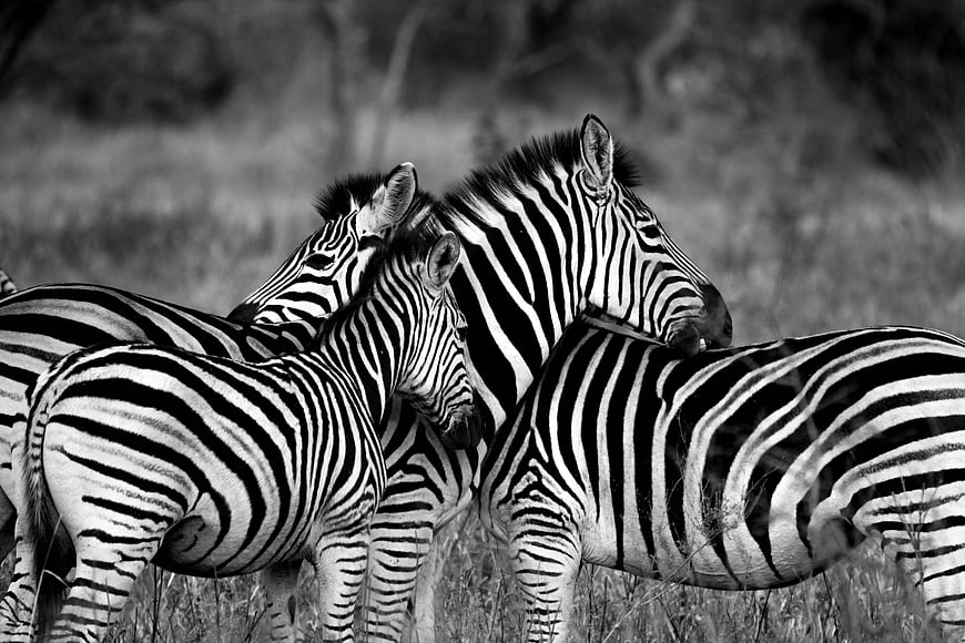 Black and white photo of zebras nuzzling in the wild