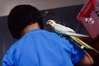 Cockatiel perched on child's shoulder indoors