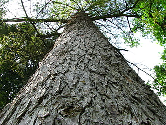 Low angle view of massive tree trunk with textured bark