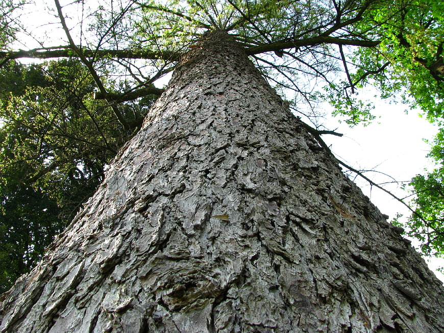 Low angle view of massive tree trunk with textured bark