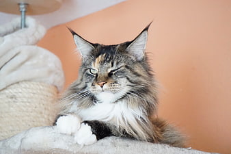 Fluffy Maine Coon Cat Winking on Cat Tree