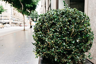 Close-up of manicured green boxwood bush on city sidewalk
